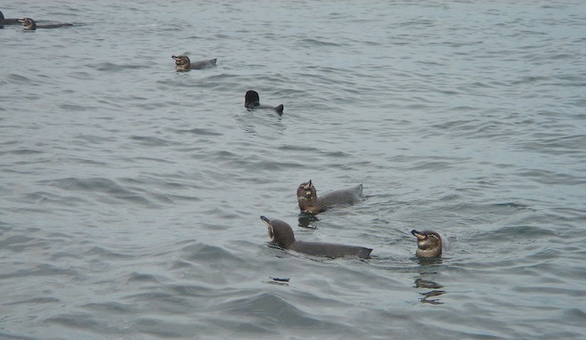 Gal Galapagos Penquins.JPG (109671 bytes)